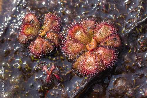 Close-up of two rosettes of Drosera admirabilis in natural habitat south of Cape Town, Western Cape of South Africa