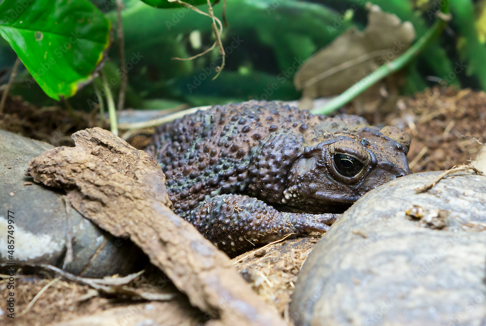 Guban Toad. (lat. Peltophryne peltocephala)
 It is endemic to Cuba. Inhabits moist meadows, forests, savannas, swamps, pastures, plantations.They have very large poisonous glands on the sides of the h