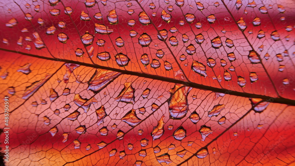 Obraz premium gouttes de pluie sur feuille de Pipal décomposée. (Figuiers des Pagodes ou Ficus Religiosa)