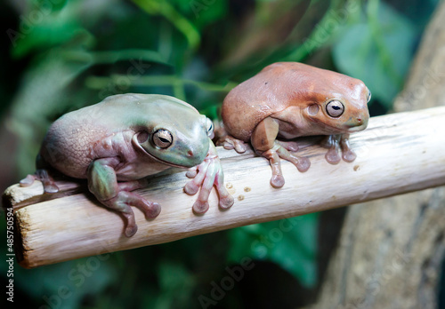 Whites Tree Frog (Latin Litoria caerulea).
It reaches a large size, it has an unusually wide and short head. It is found in Western New Guinea, Papua New Guinea on islands in the Torres Strait in nort photo