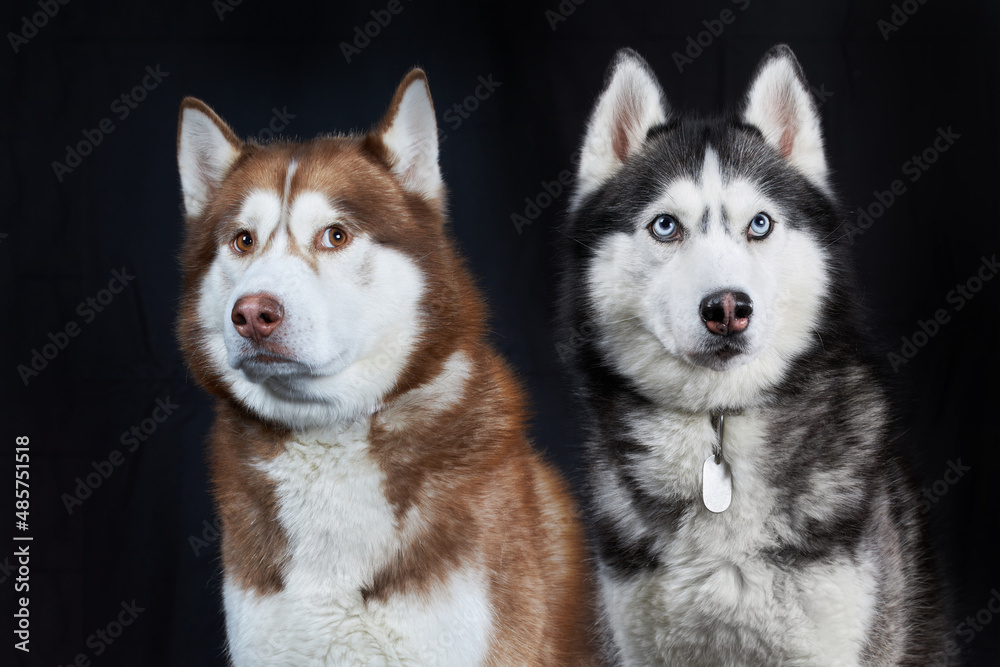 Two Siberian Husky dogs, front view, isolated on black background Two Siberian Husky dogs, front view, isolated on black background