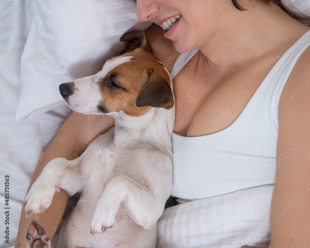 Jack Russell Terrier dog lies in an embrace with the owner in bed. Jack Russell Terrier dog lies in an embrace with the owner in bed.
