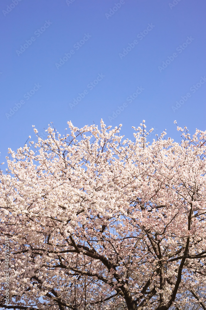 青空の中で満開の暖流桜 青空の中で満開の暖流桜
