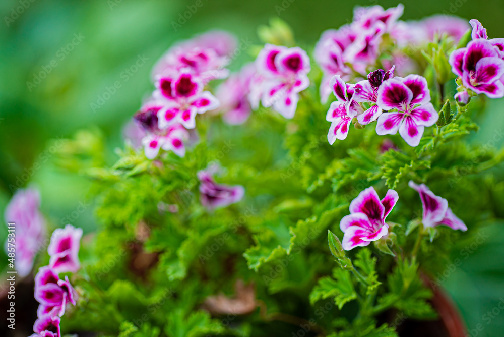 pelargonium flowers in the garden