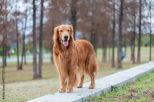 Golden Retriever walking in the park