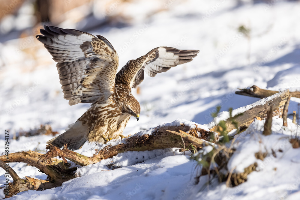 Fototapeta premium Common buzzard ( buteo buteo ) feeding food . Wildlife scenery, winter time, snow background. Birds of prey, Predator.