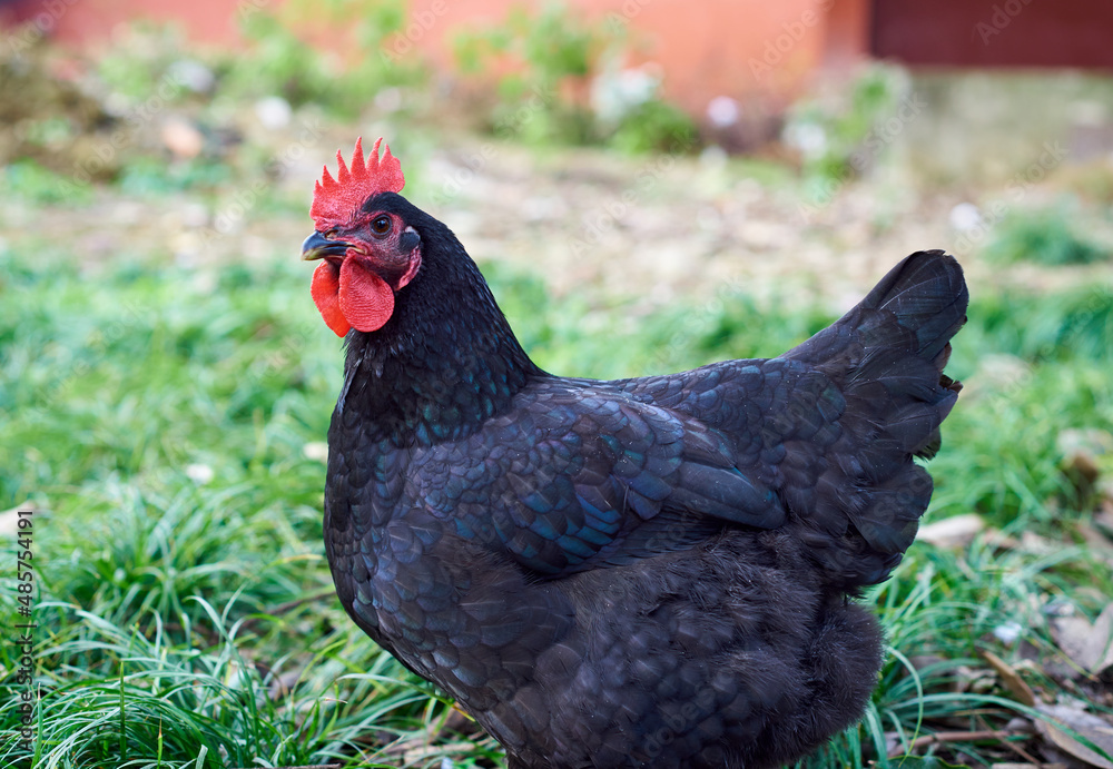 A black hen foraging outdoors