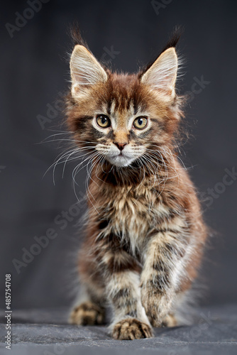 Maine Coon's gorgeous kitten on dark background, studio portrait. © Konstantin
