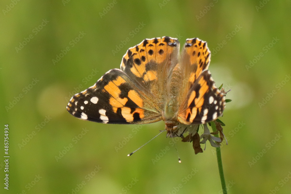 Belle Dame (Vanessa cardui)
Belle Dame (Vanessa cardui)