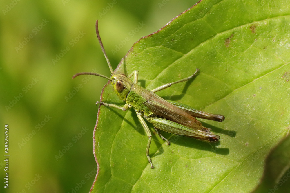 Criquet des pâtures (Pseudochorthippus parallelus)
Criquet des pâtures (Pseudochorthippus parallelus)