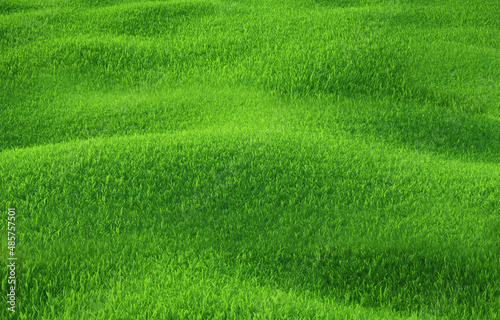 beautiful summer landscape fields, green hills, bright color of green grass.