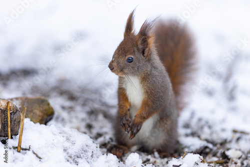 Red squirrel, (Sciurus vulgaris) Cute arboreal, omnivorous rodent . Portrait of eurasian squirrel in winter time. © Branislav