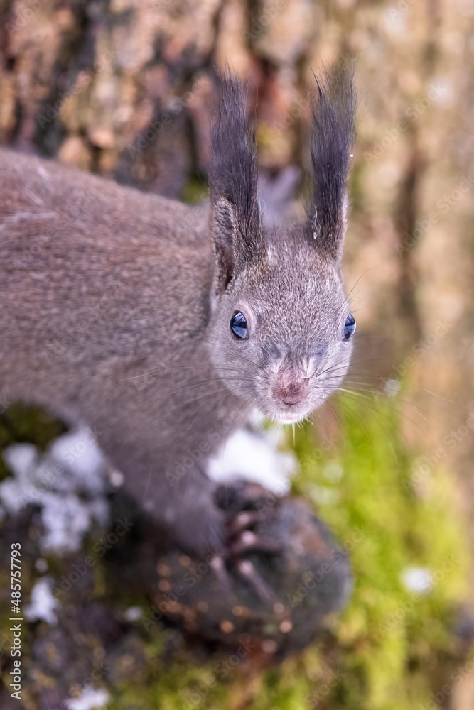 Red squirrel, (Sciurus vulgaris) Cute arboreal, omnivorous rodent . Portrait of eurasian squirrel in winter time. Red squirrel, (Sciurus vulgaris) Cute arboreal, omnivorous rodent . Portrait of eurasian squirrel in winter time.