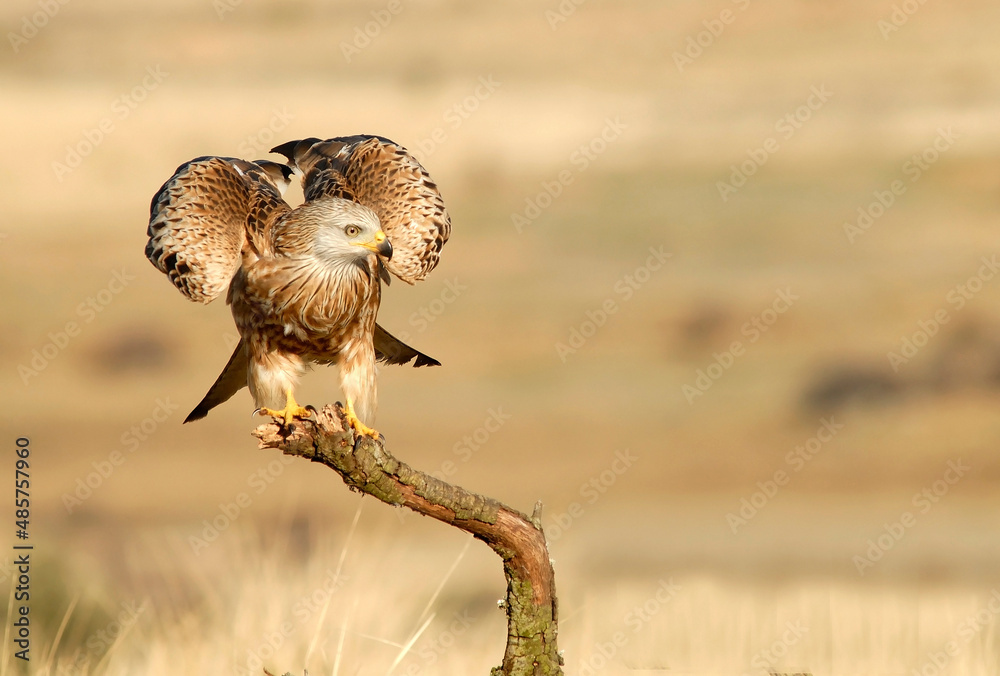 Fototapeta premium Red kite poses on the rocks in the mountains of Avila. Avila.Spain