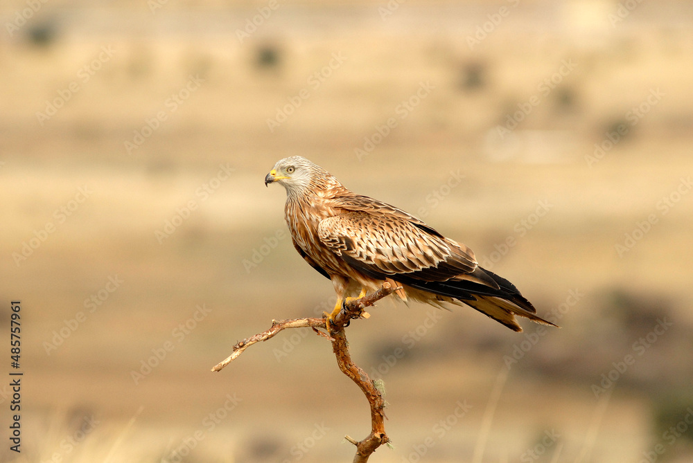 Fototapeta premium Red kite poses on the rocks in the mountains of Avila. Avila.Spain