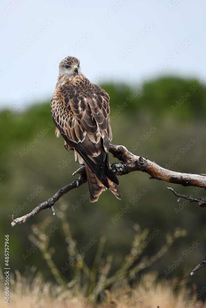 Red kite poses on the rocks in the mountains of Avila. Avila.Spain Red kite poses on the rocks in the mountains of Avila. Avila.Spain