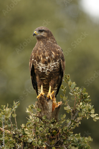 buzzard eagle in the field