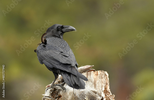 A raven on a log with a rabbit carrion