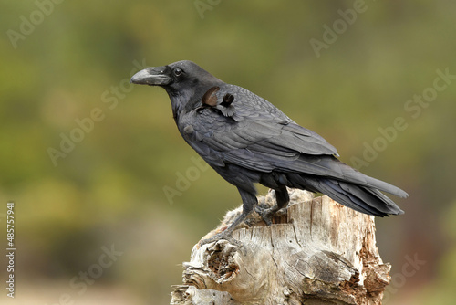 A raven on a log with a rabbit carrion