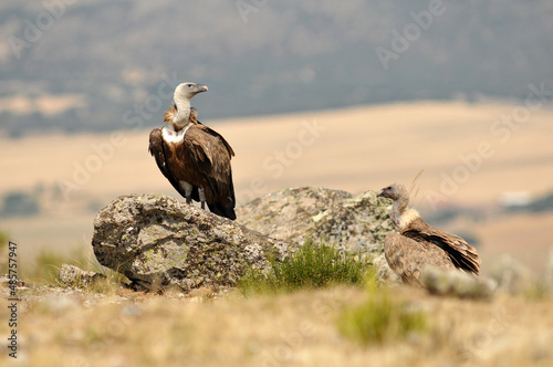 Griffon Vulture in the field