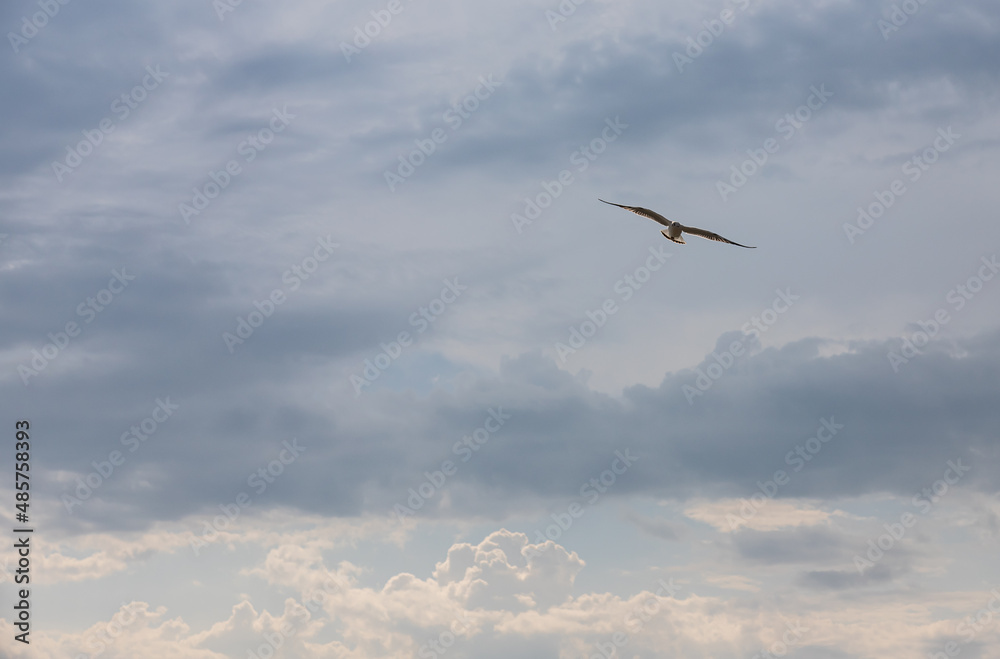 Fototapeta premium Seagull flying in sky. Seagull flying sky as freedom concept