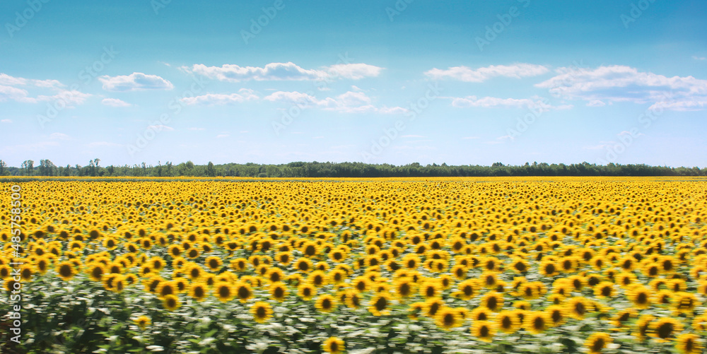 A field of bright yellow sunflowers on a summer day. View from a passing car.