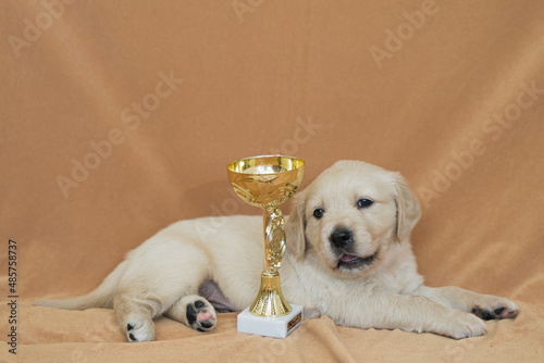 golden retriever puppy © Anna Rudoy