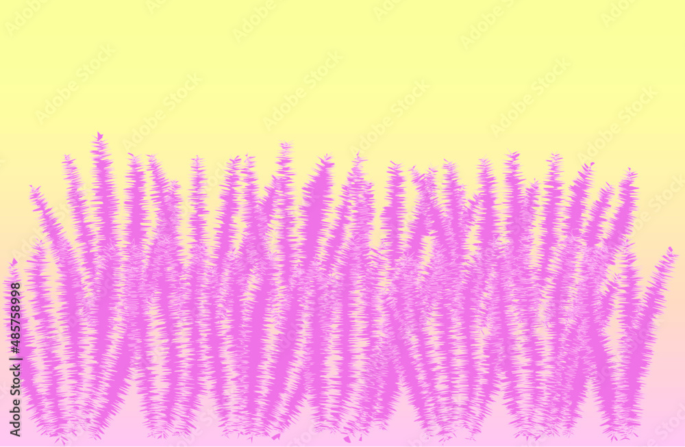 Fototapeta premium Pink muhly grass on yellow background.