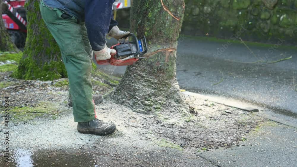 Kranker Baum mit einer Kettensäge oder Motorsäge fällen und zum Brennholz verarbeiten