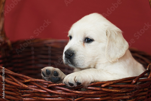 golden retriever puppy in basket
