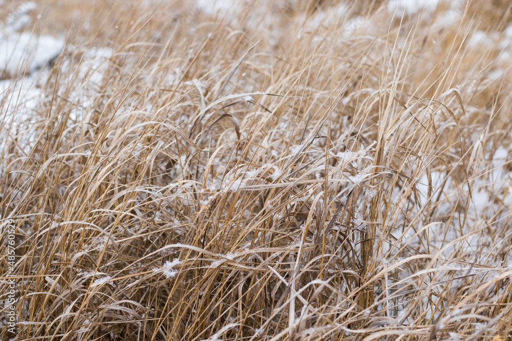 Snow on the plant, winter snow macro Snow on the plant, winter snow macro