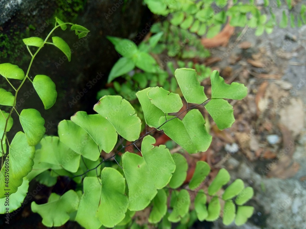 Adiantum raddianum (also called suplir kelor, Delta maidenhair fern) with a natural background. The genus name Adiantum comes from the Greek word Adiantum raddianum (also called suplir kelor, Delta maidenhair fern) with a natural background. The genus name Adiantum comes from the Greek word
