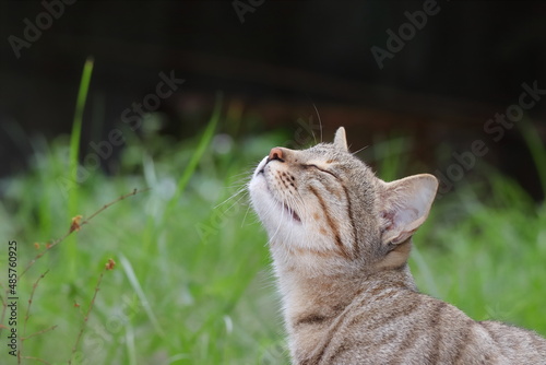 A cat smells scent from the air in the garden with her eyes closed
