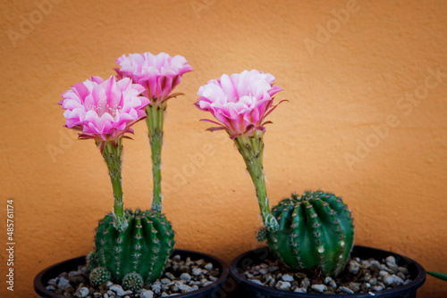Fototapeta Naklejka Na Ścianę i Meble -  pink flower of echinopsis cactus blooming in planting pot