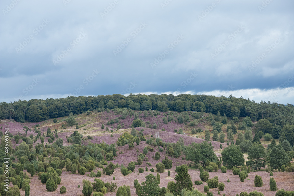 Heathland in Germany. Vacation in the country in Germany or Holland	Blooming heather in summer	