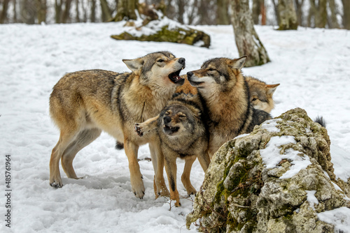 Four Gray wolf in the winter forest. Wolf in the nature habitat © byrdyak