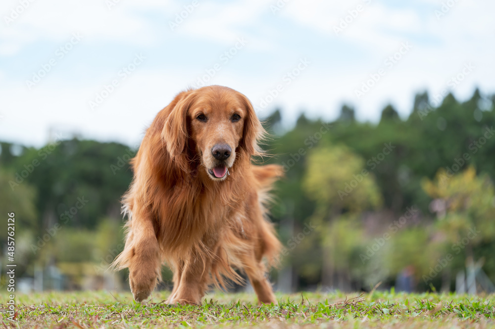 Golden Retriever walking in the park