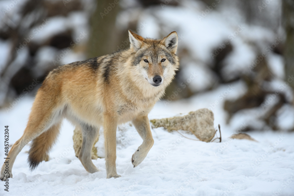 Gray wolf in the winter forest. Wolf in the nature habitat