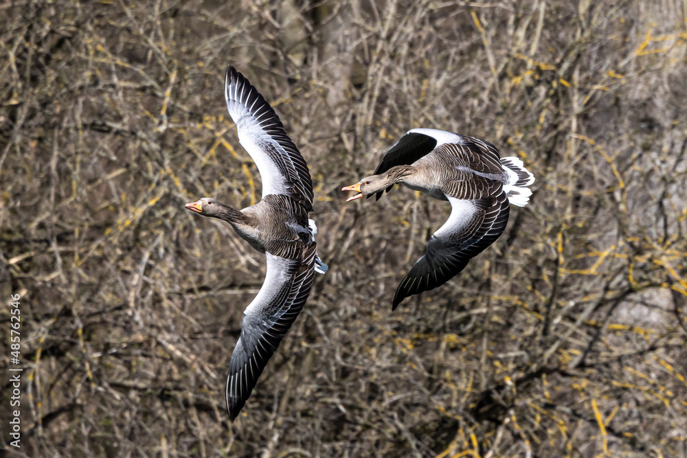 The flying greylag goose, Anser anser is a species of large goose The flying greylag goose, Anser anser is a species of large goose