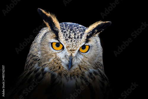 Owl looking big eyes out of the darkness close