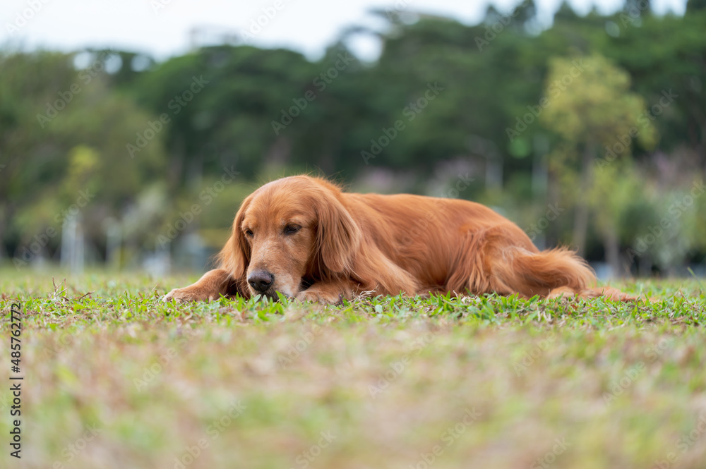 golden retriever lying on grass