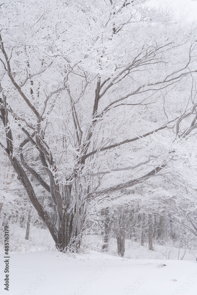 Fototapeta premium 美しい樹氷