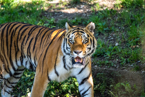 The Siberian tiger Panthera tigris altaica in a park