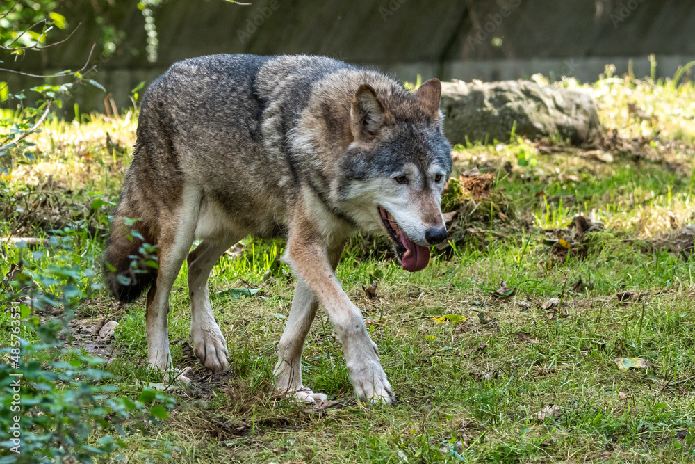 European Grey Wolf, Canis lupus in a german park European Grey Wolf, Canis lupus in a german park