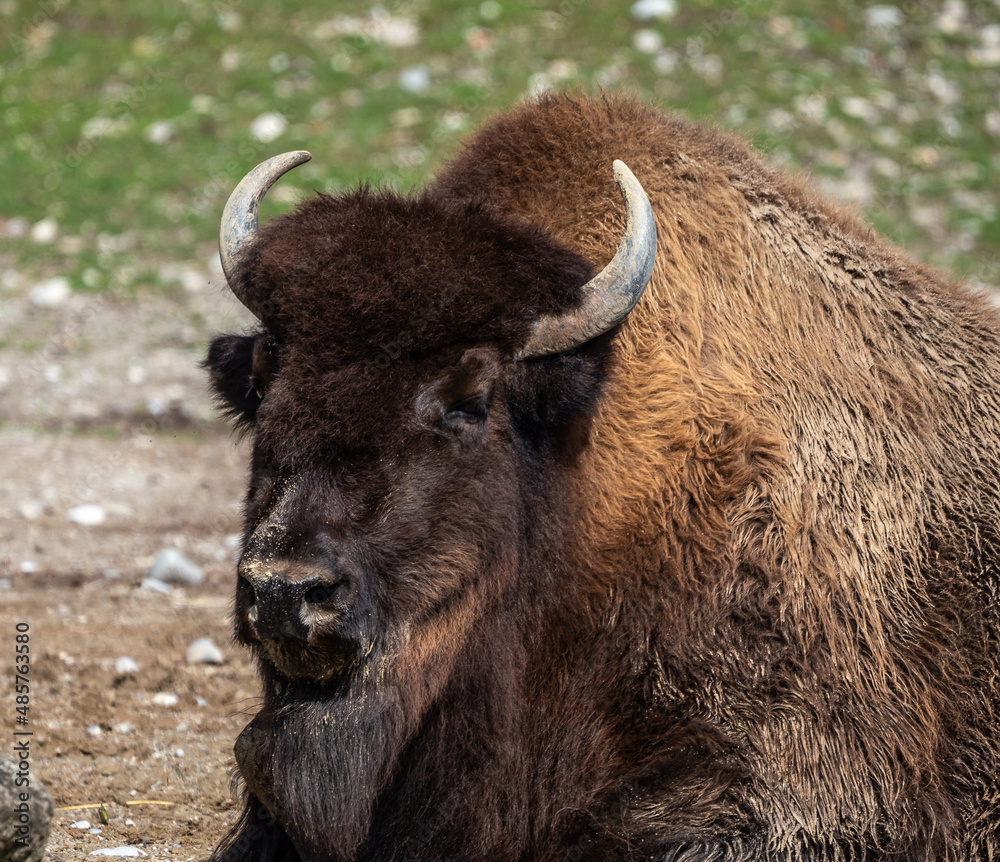 American buffalo known as bison, Bos bison in a german park
