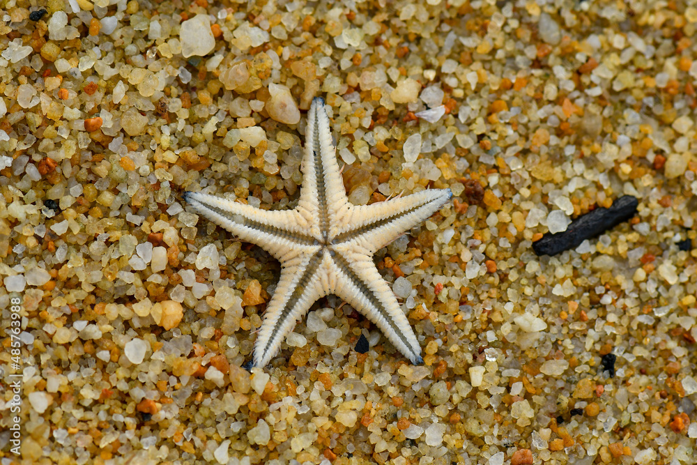 Sea creatures form on rocks along the shoreline. Sea creatures form on rocks along the shoreline.