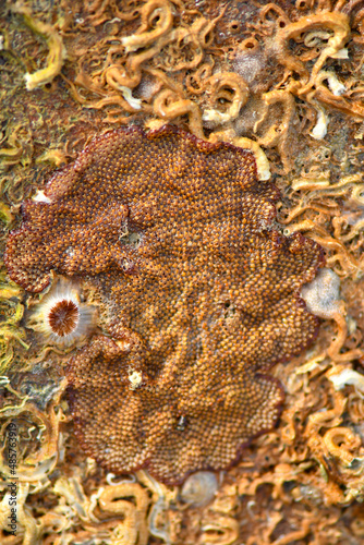 Sea creatures form on rocks along the shoreline.