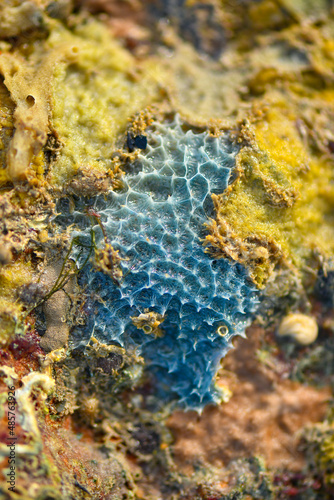 Sea creatures form on rocks along the shoreline.