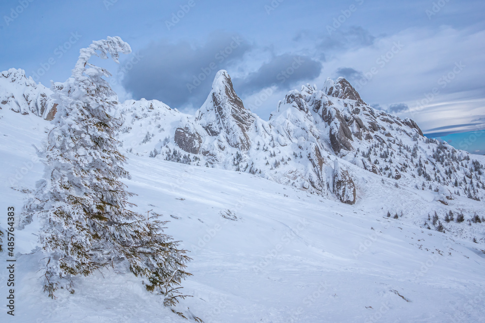 Ciucas mountains in winter, Romanian Carpathians. Fir trees and junipers full of frozen snow. 
