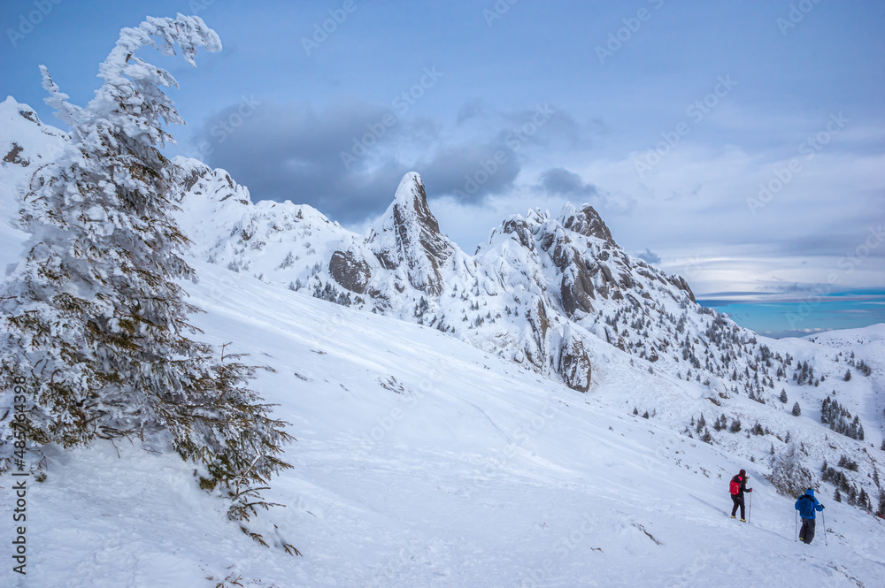 Ciucas mountains in winter, Romanian Carpathians. Fir trees and junipers full of frozen snow. There are hikers in the image.